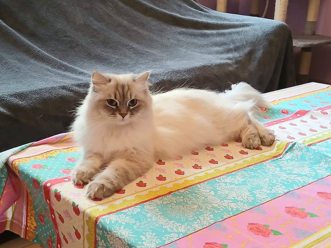 Nala
