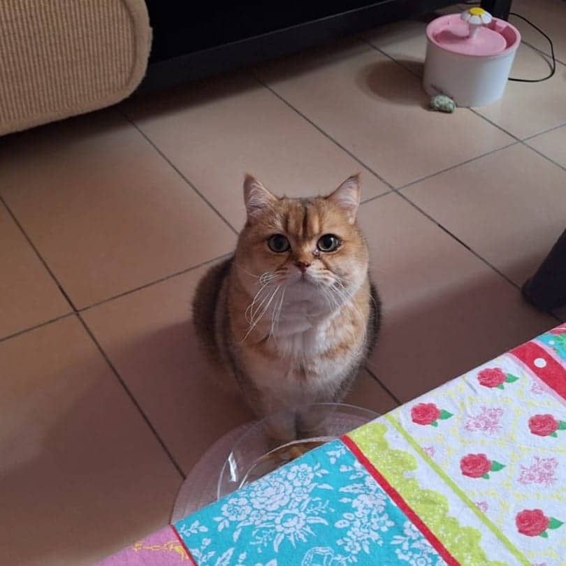 Simba
