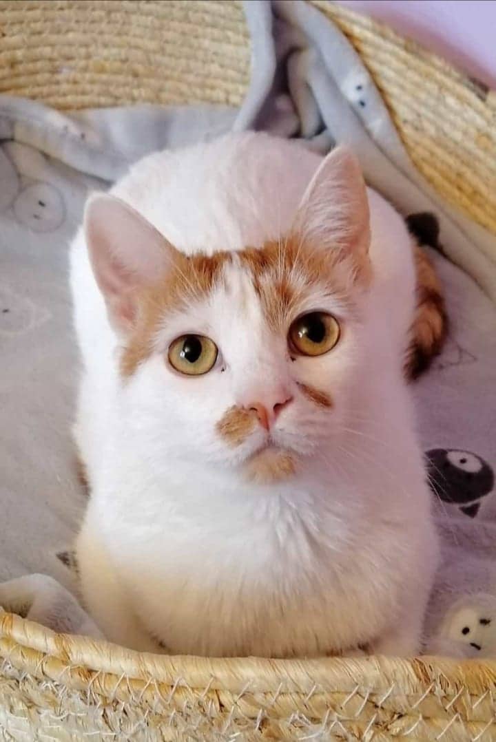 Maru