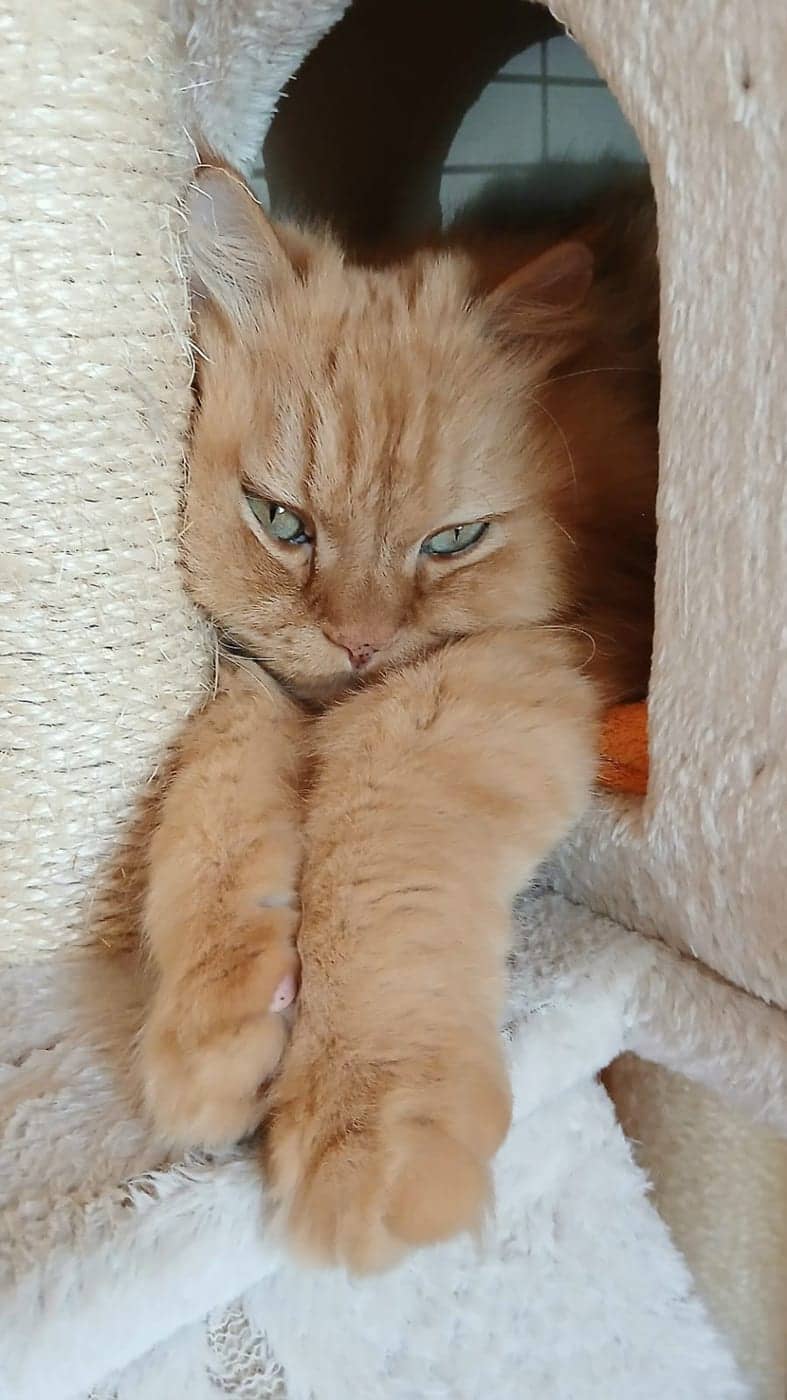Marvin
