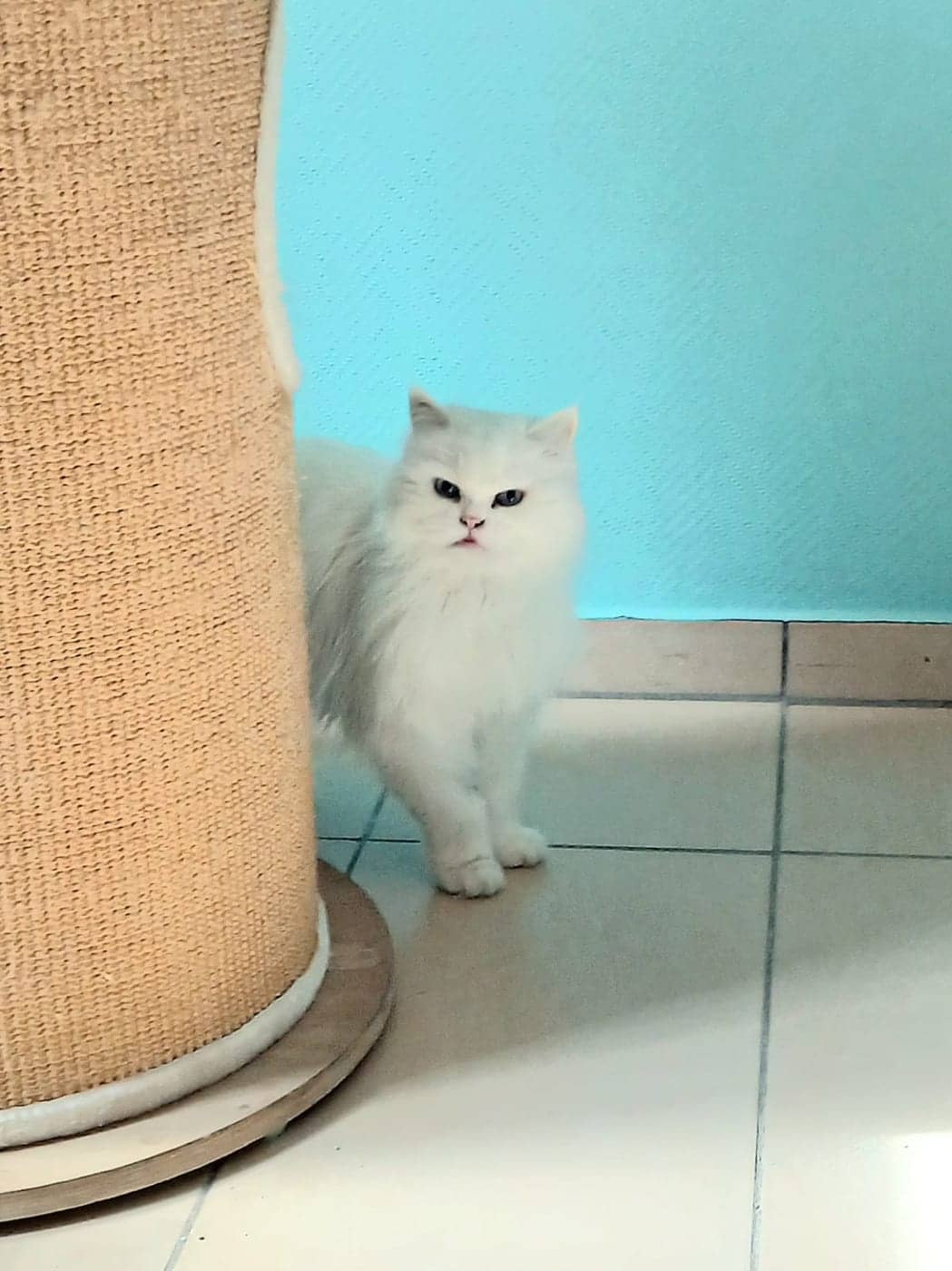 Bella