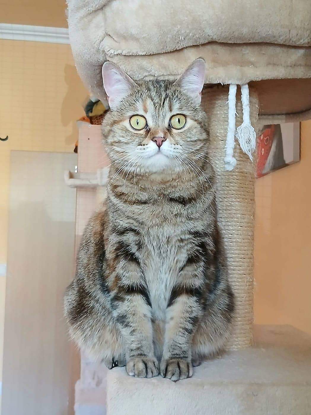 Minou
