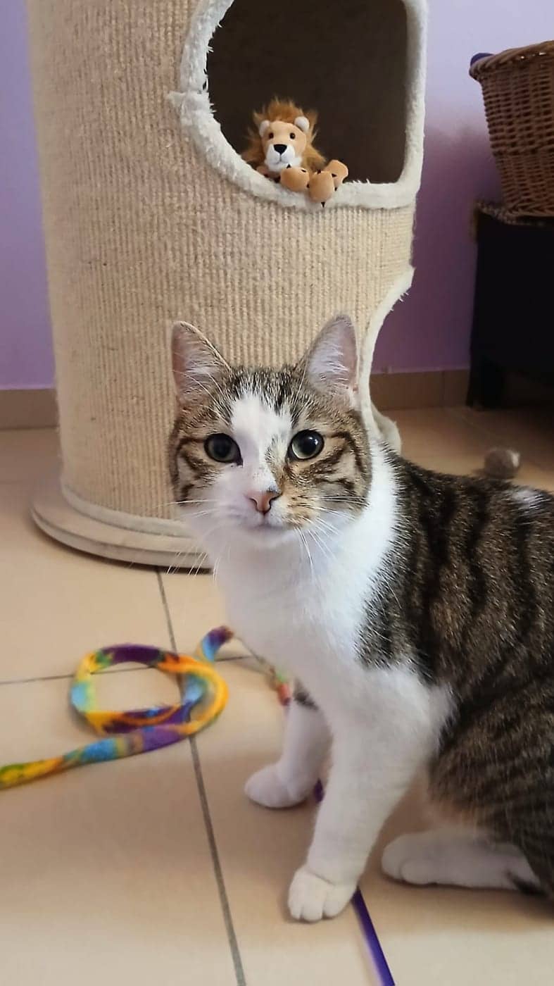 Mojo