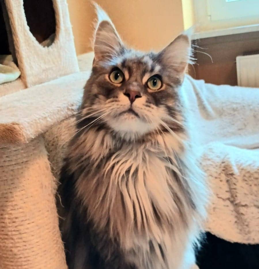 Benji