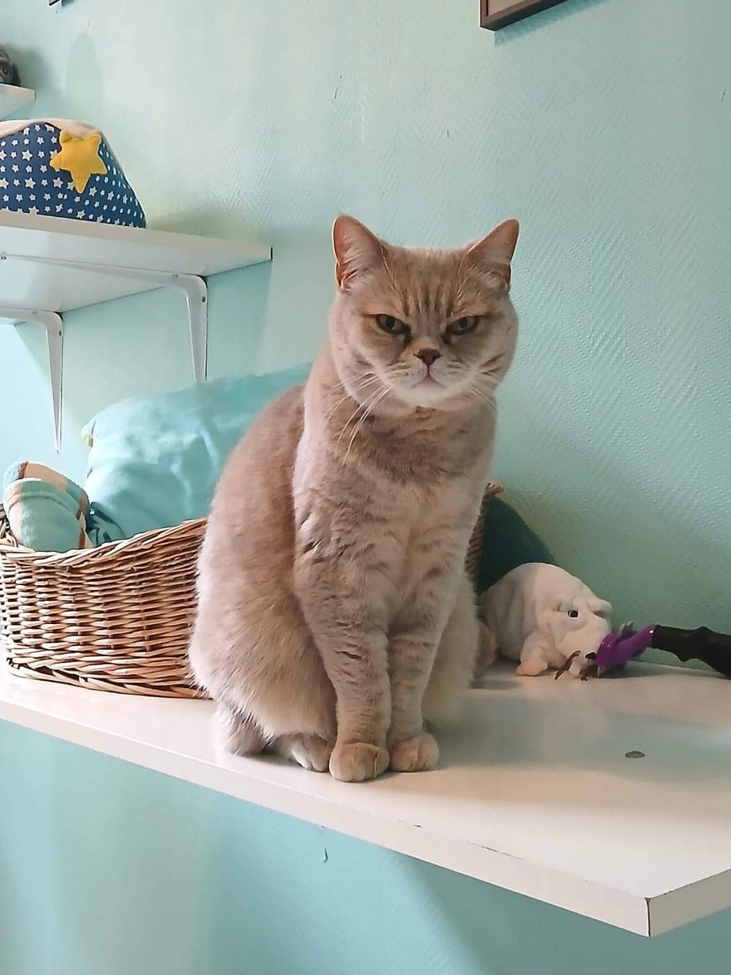 Toffee