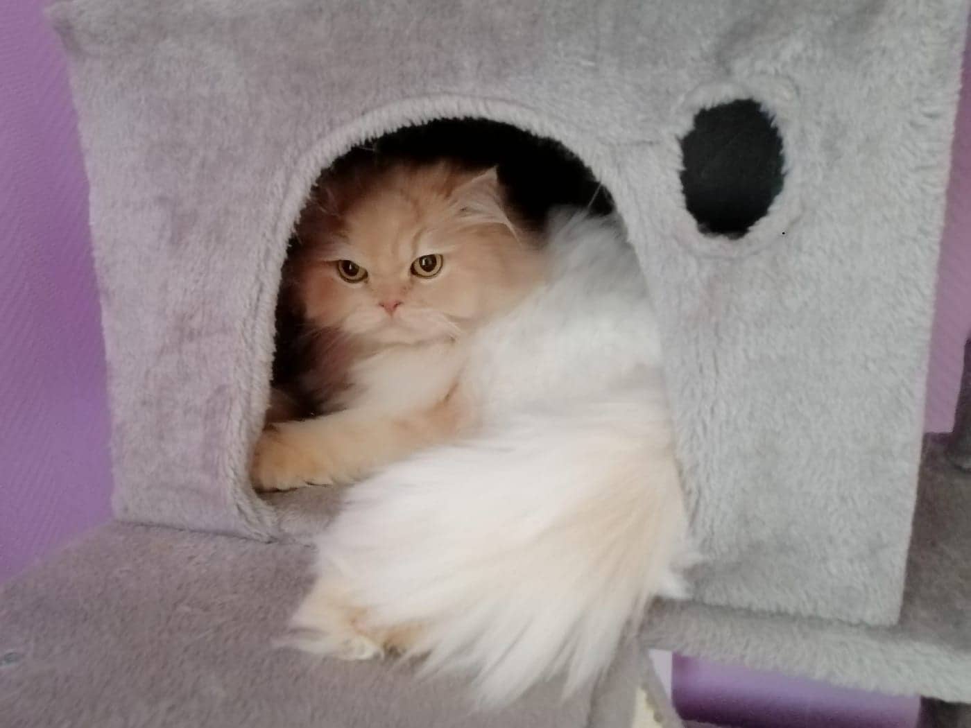 Sammy