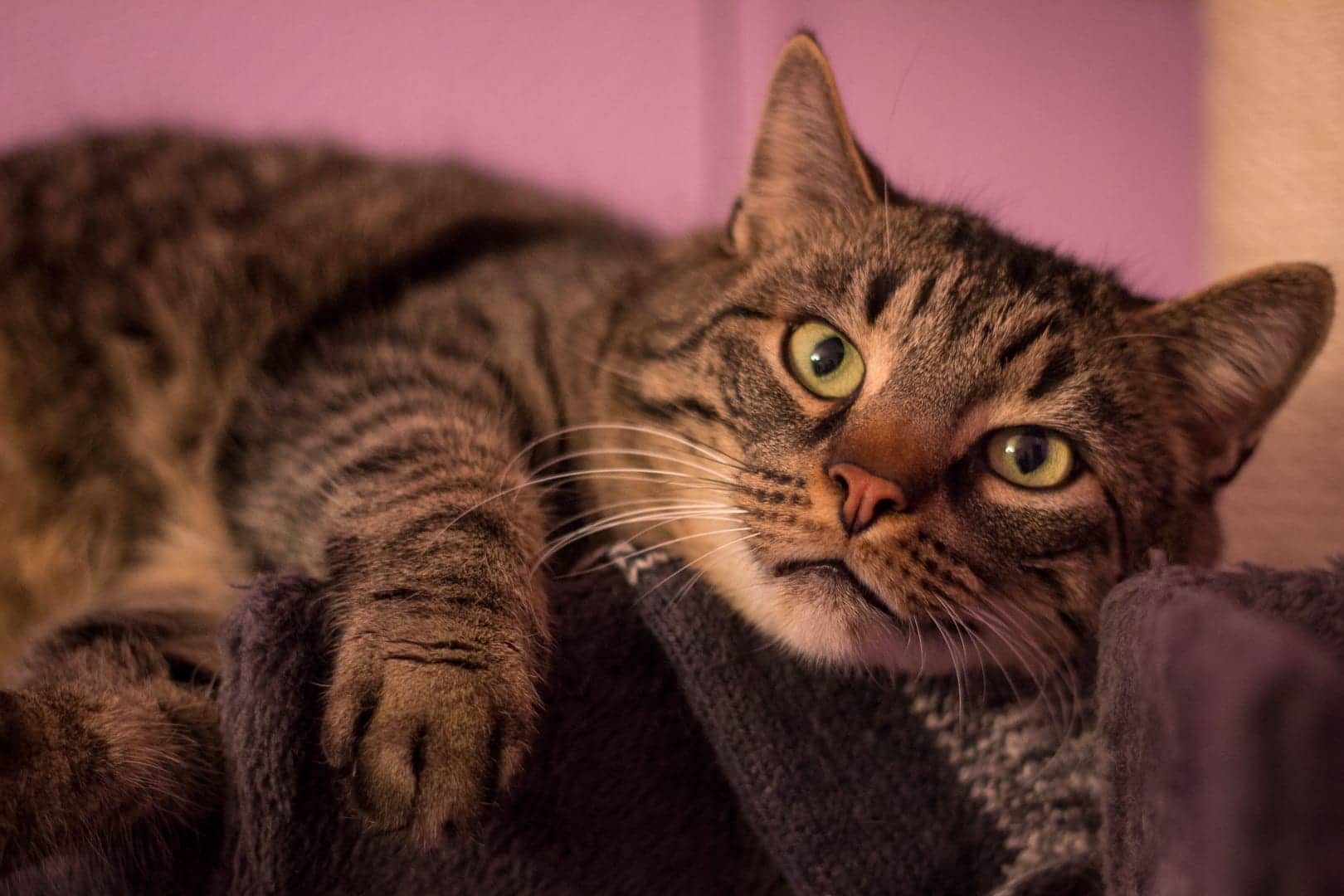Getigerte Katze liegt auf einer Decke vor altrosa Wand