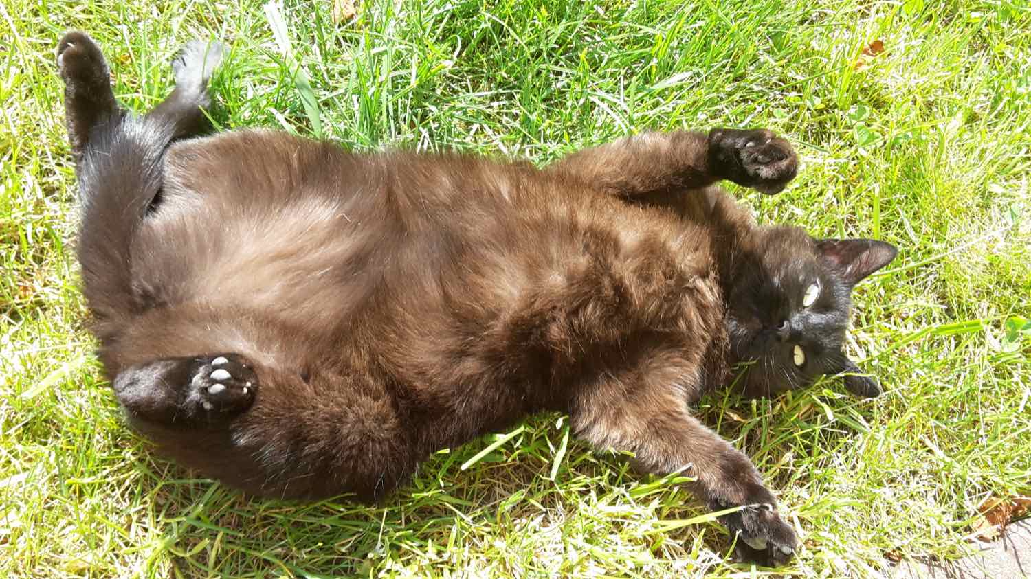 Lilly, eine braune Katze, wälzt sich in der Sonne im Gras