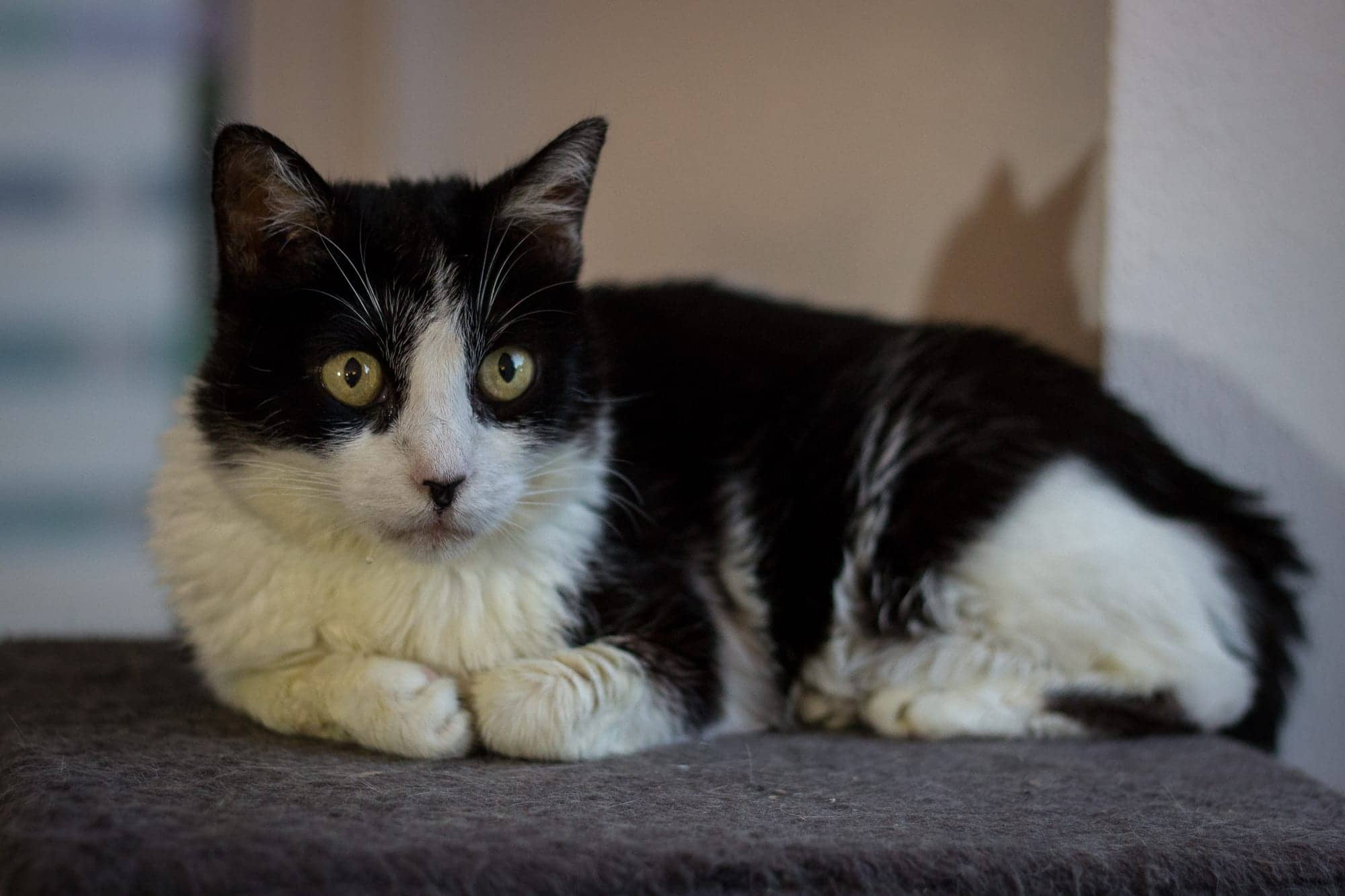 Schwarz-weiße Katze liegt auf einem grauen Kratzbaumbrett