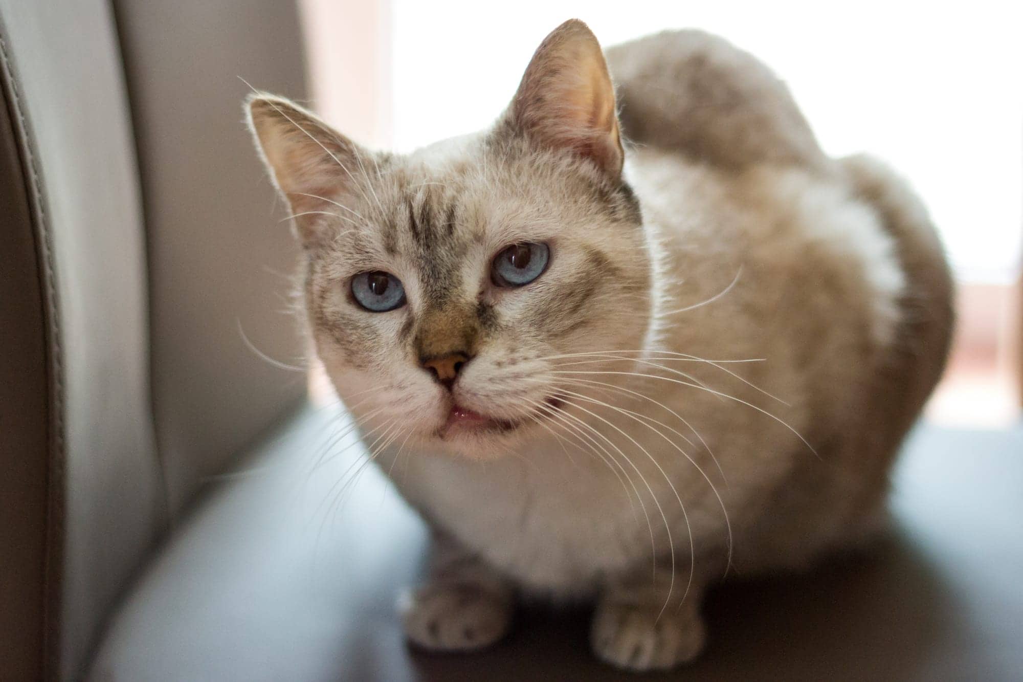 Weiße Katze mit blauen Augen auf einem Ledersessel