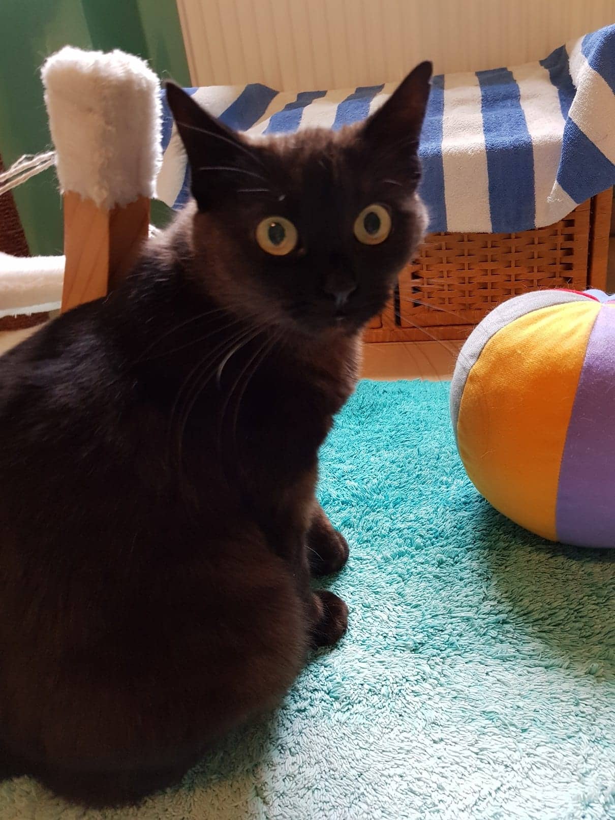 Schwarze Katze auf einem türkisen Teppich neben einem Spielball
