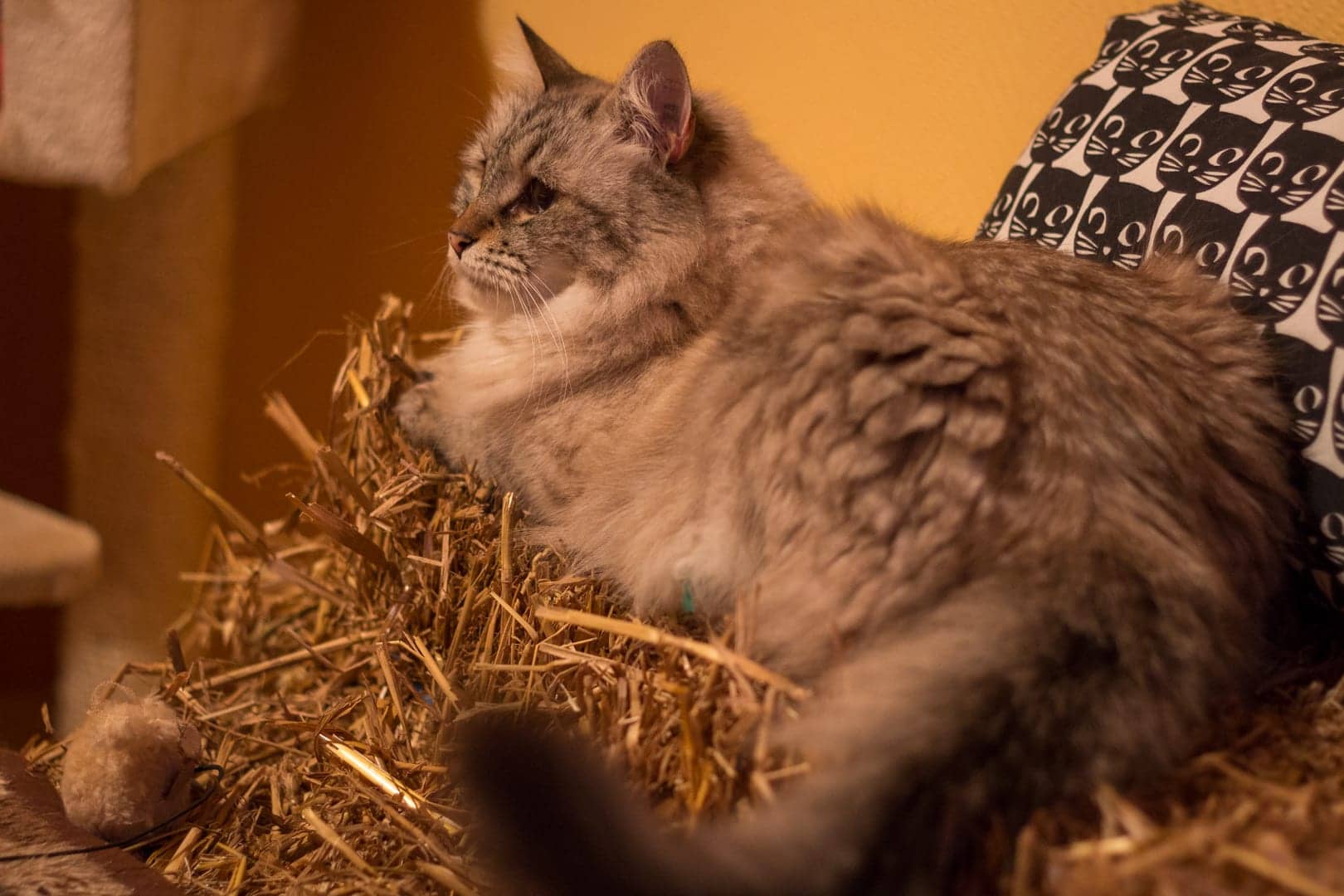 Langhaarkatze auf dem Strohballen im Landzimmer