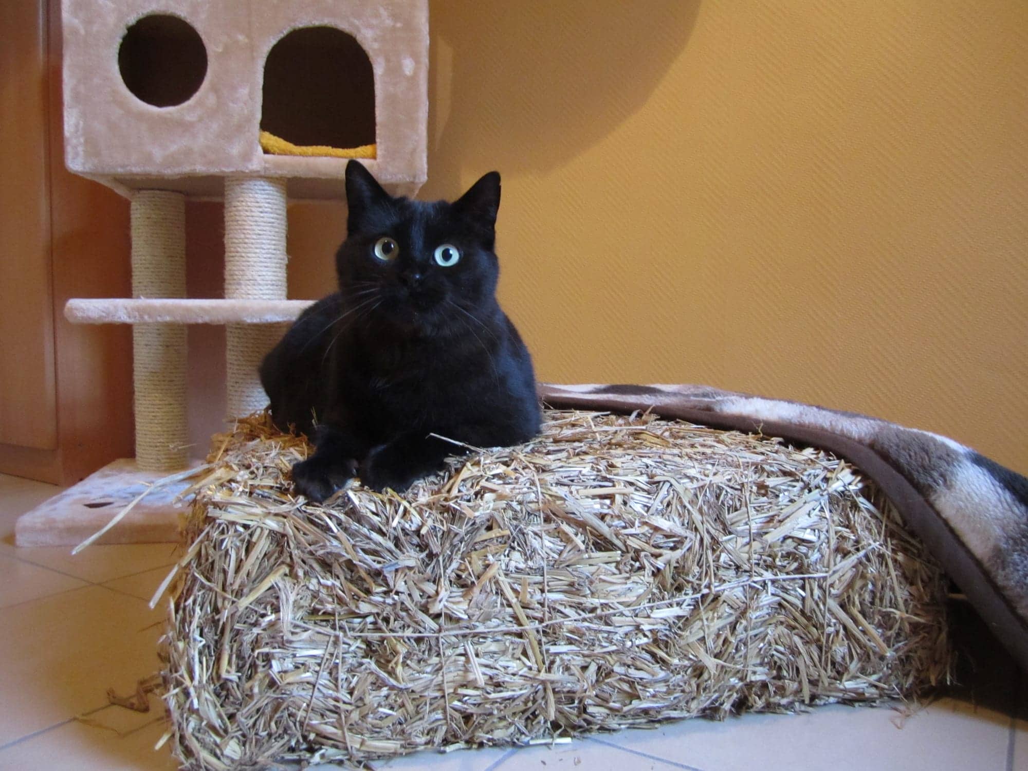Schwarze Katze liegt auf einem Strohballen vor ockerfarbener Wand