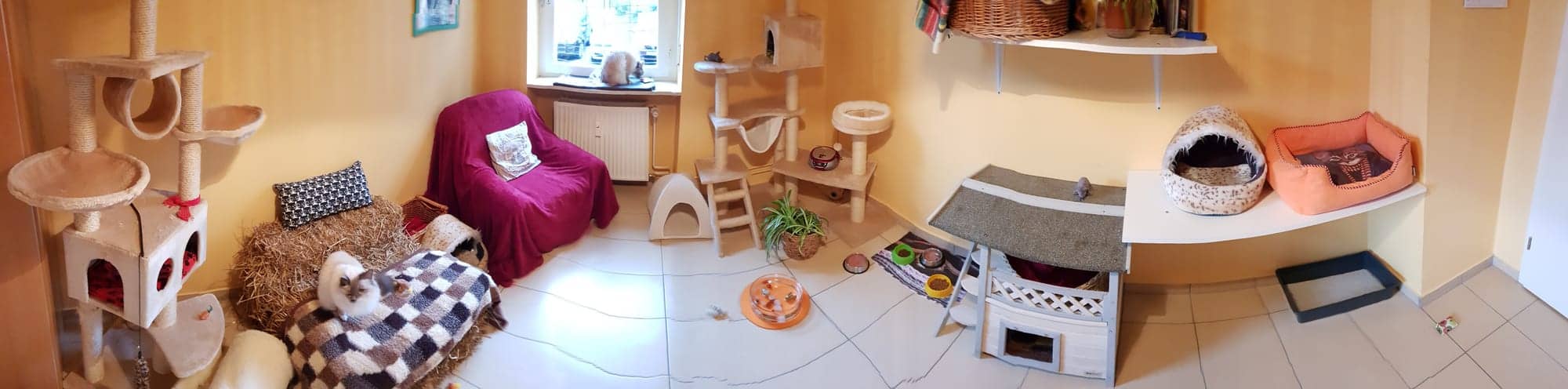 Panorama des ockerfarbenen Landzimmers über die ganze Raumbreite